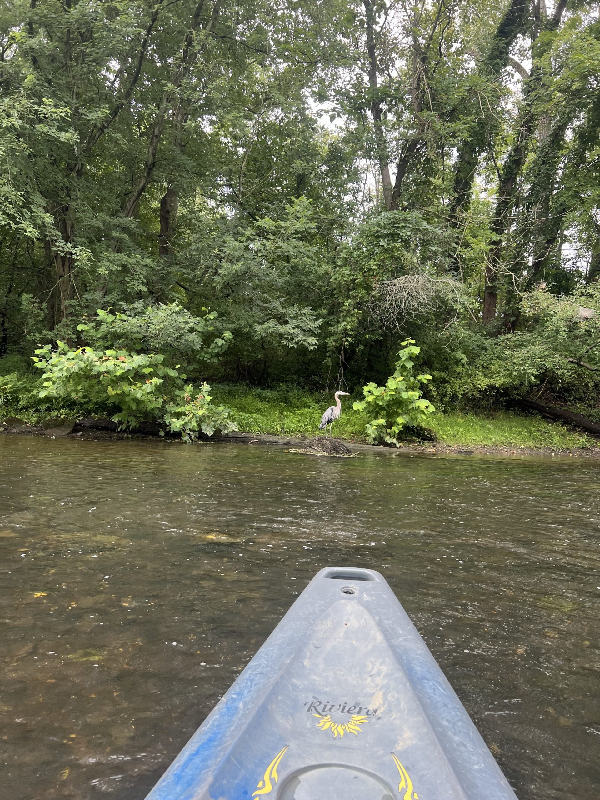 Group kayaking on the Cuyahoga Valley River 2024 - 3