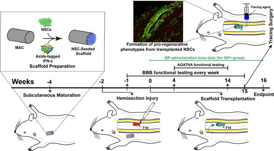 Schematic of SCI scaffold preparation, subcutaneous maturation, hemisection injury, and scaffold transplantation timeline