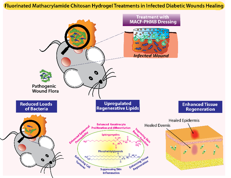 MACF hydrogel with PHMB combating infection and encouraging wound healing