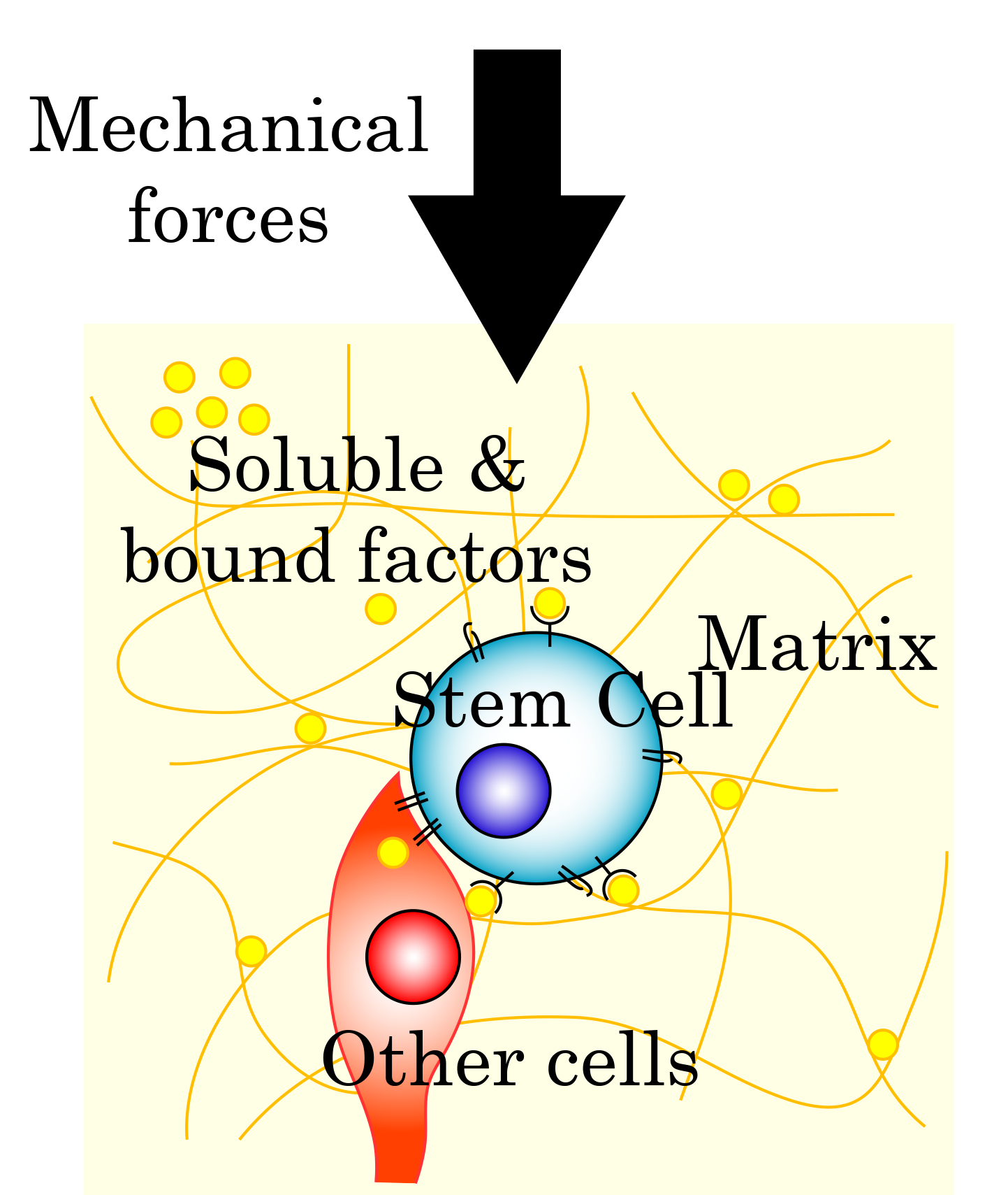 Engineering the Stem Cell Niche — diagram showing mechanical forces, soluble and bound factors, matrix, stem cell, and other cells